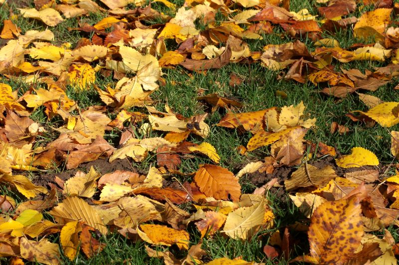 Autumn Lawn Preparation